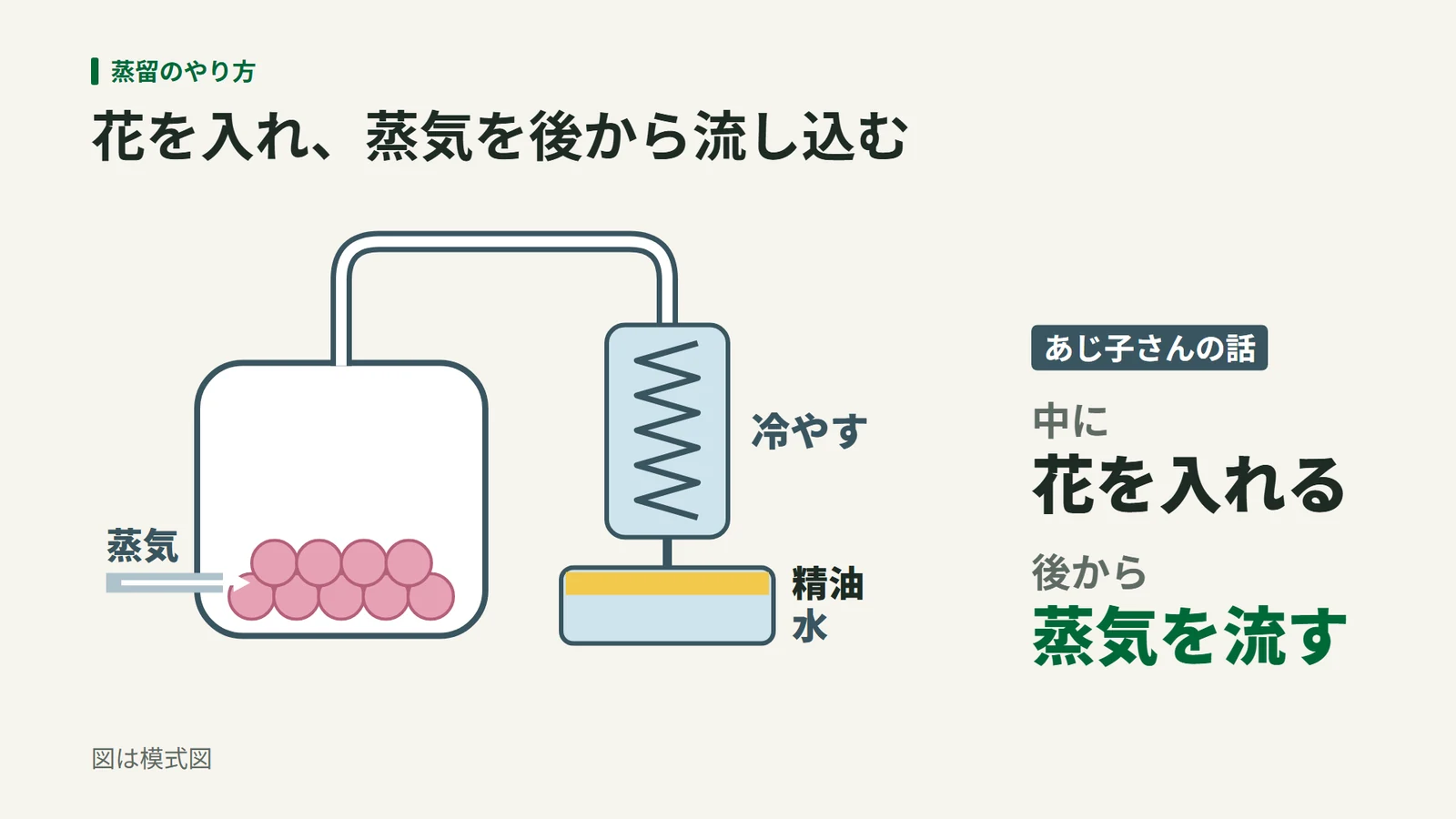 植物に蒸気を流し込み、冷却器で冷やした後、水と精油に分ける装置の模式図