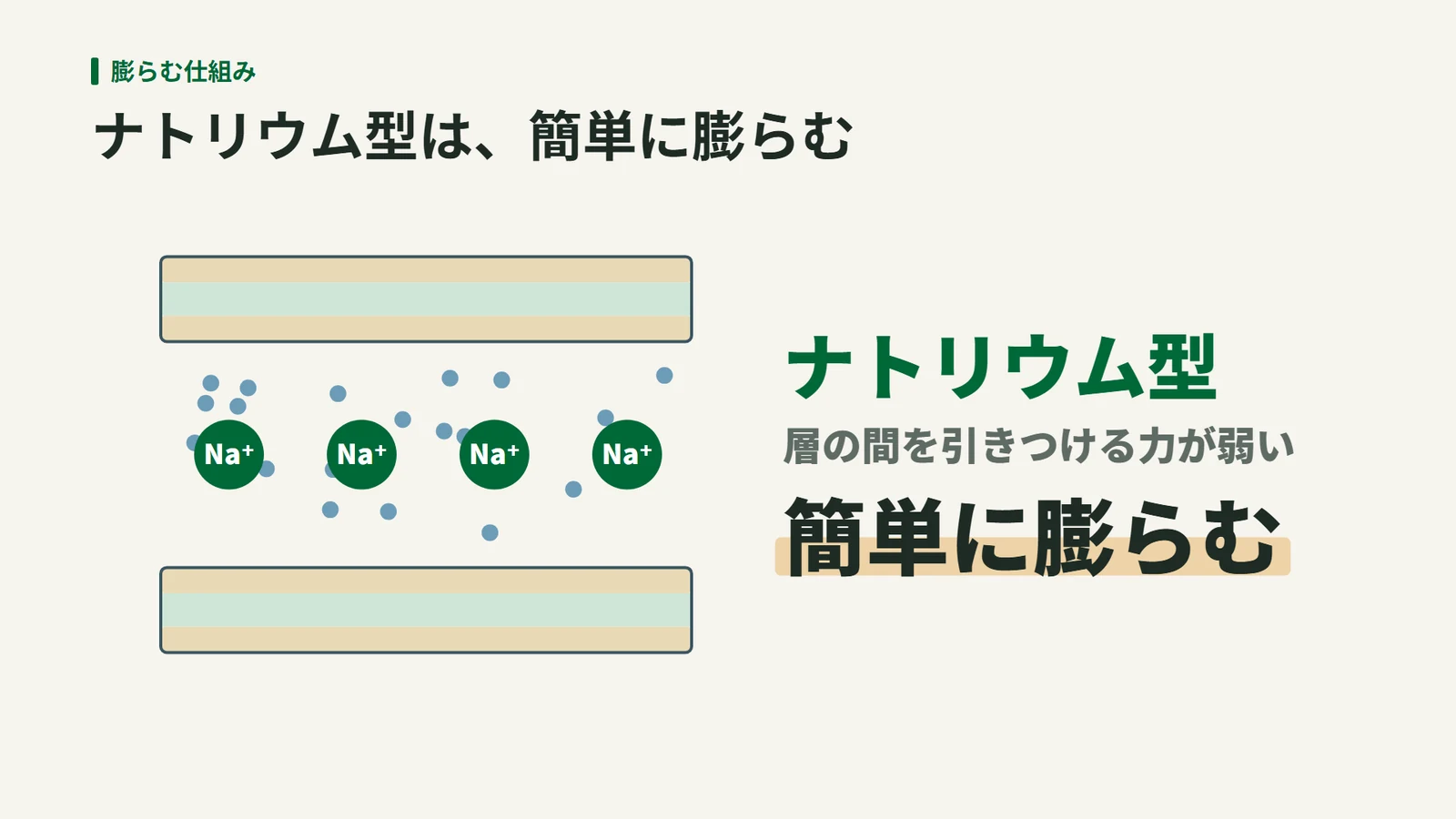 2枚の層の間でナトリウムイオンの周りに水が集まり、層の間が大きく開いた模式図。ナトリウム型は層の間を引きつける力が弱く、簡単に膨らむ