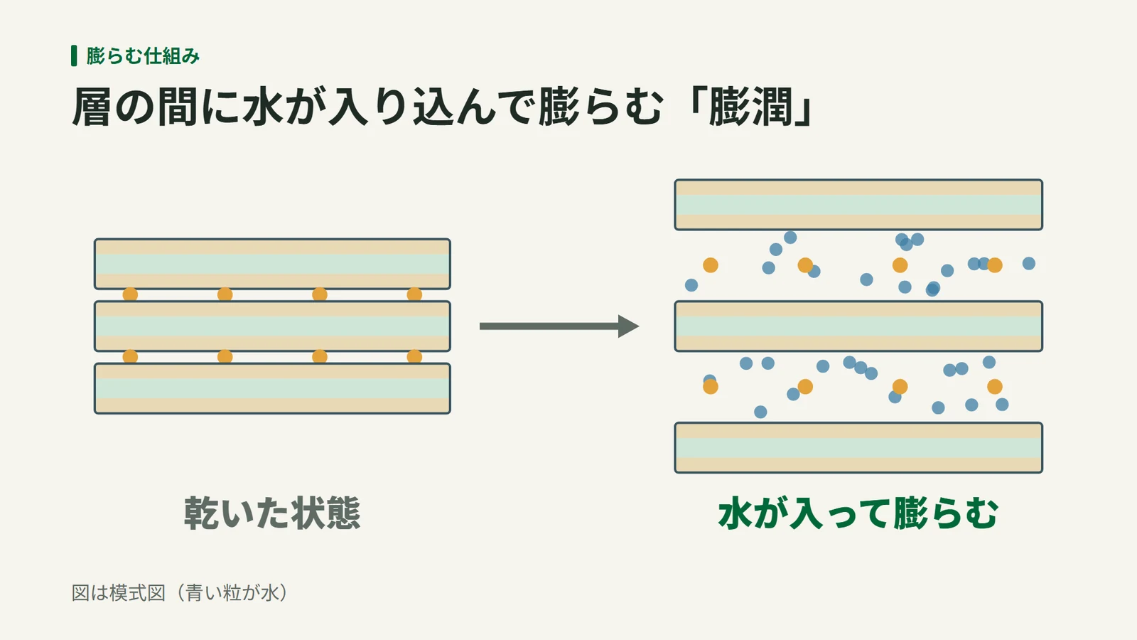 乾いた状態では詰まって重なっている層が、水が入ると間隔が広がって膨らむ様子を左右に並べた模式図