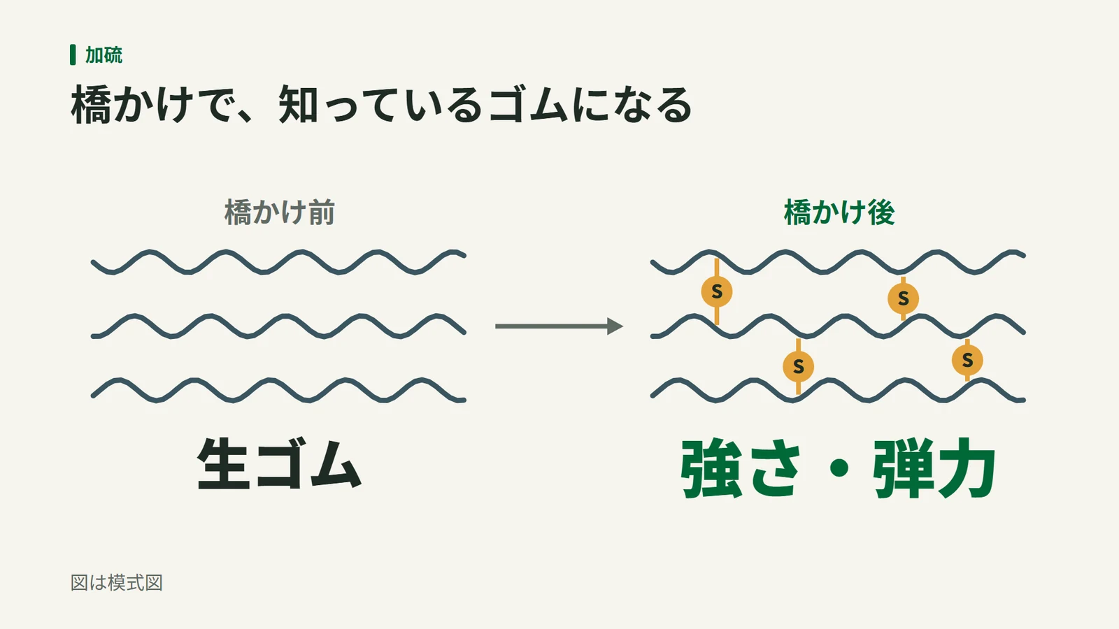 左は離れたままのひも状のゴムの分子（生ゴム）、右は分子どうしが硫黄（S）の橋でところどころつながったゴムで、強さと弾力が出ることを示した模式図